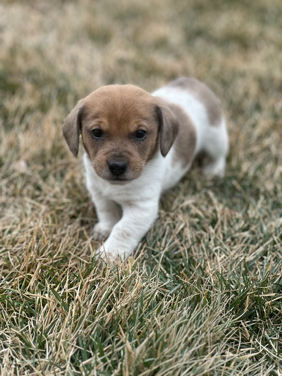 Adorable Dachshund Puppies