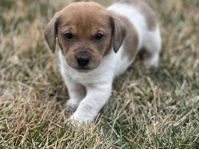 Adorable Dachshund Puppies