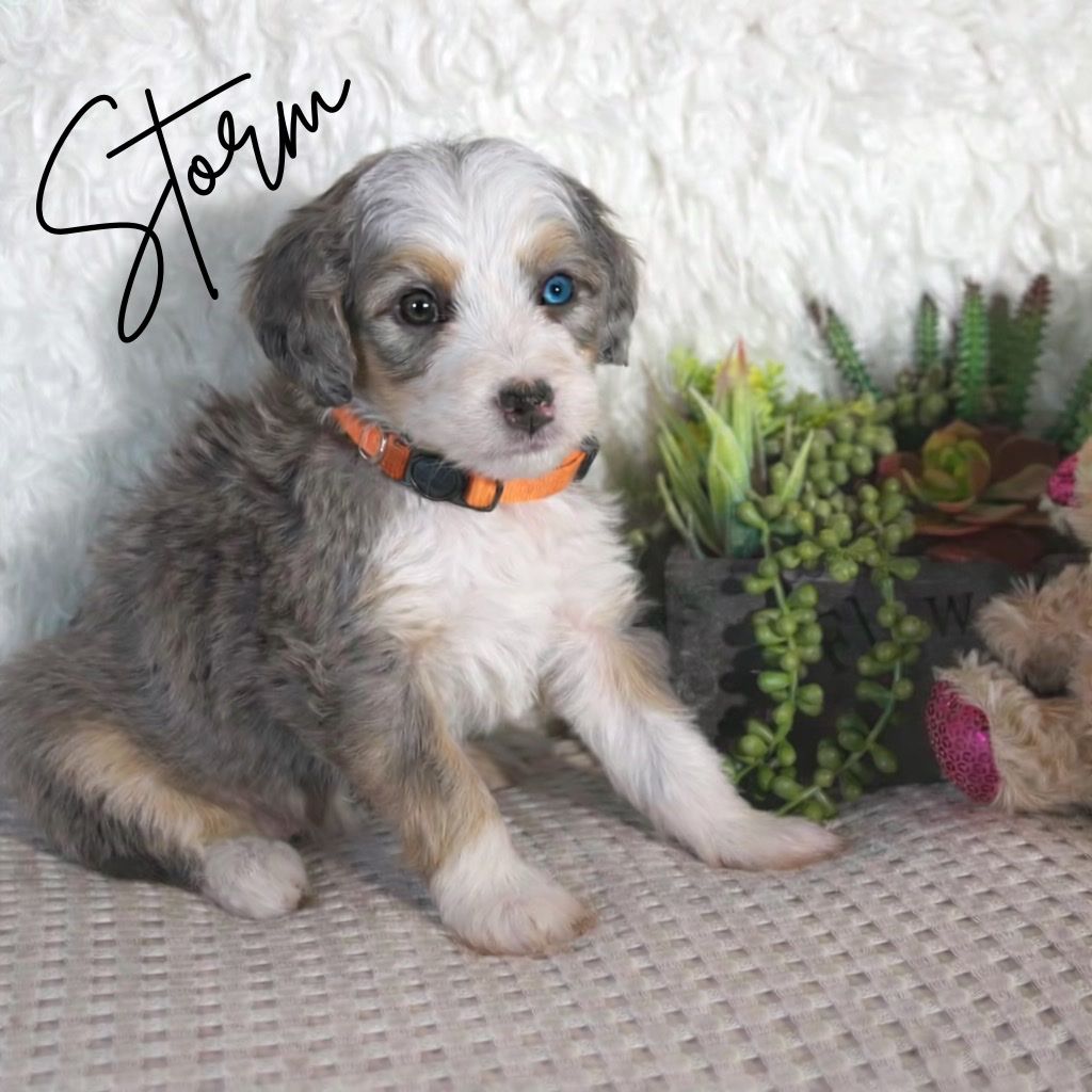 F1 Bernedoodle Female Guardian Home Oppurtunity