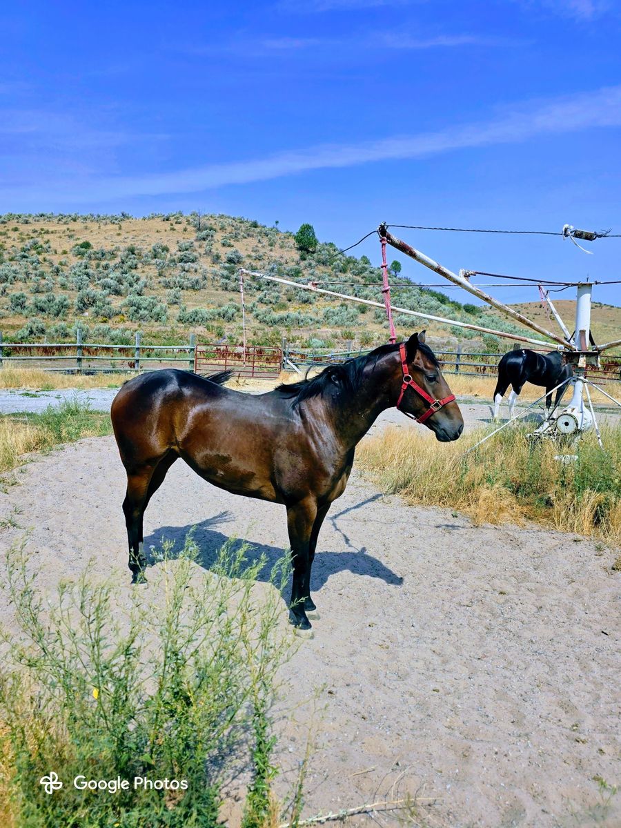 2 year old gelding