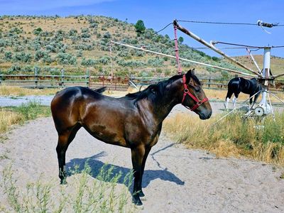 2 year old gelding