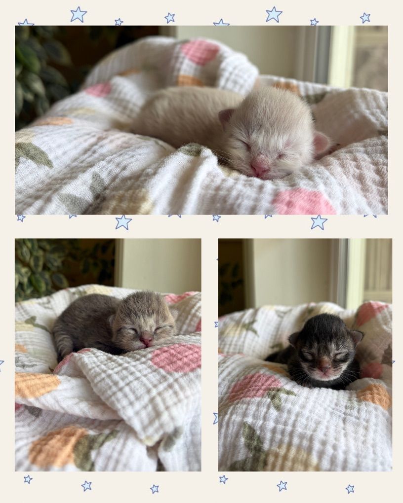 Kittens