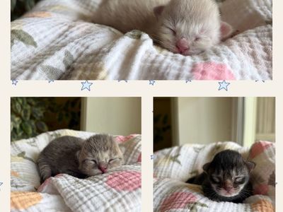 Kittens