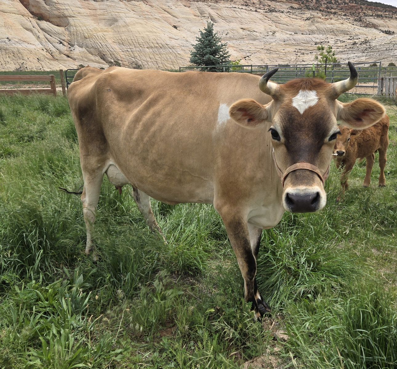 A2A2 Jersey in milk