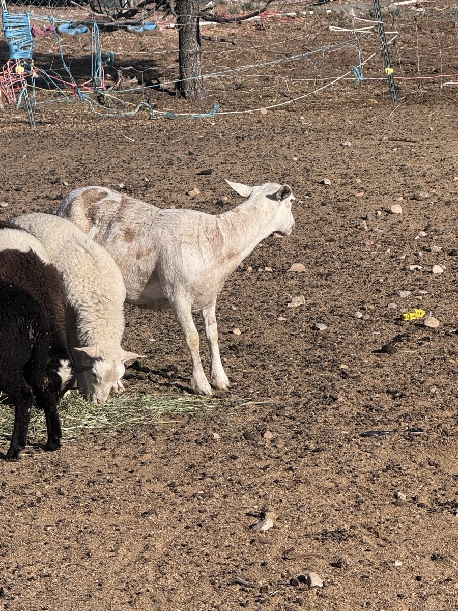 Hair sheep ewes and rams