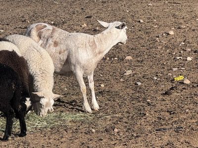 Hair sheep ewes and rams