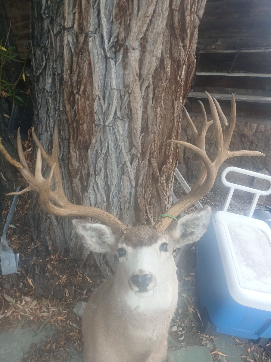 41 inch 225 BOONE and CROCKETT MULEDEER MOUNT