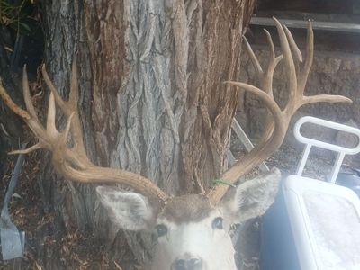 41 inch 225 BOONE and CROCKETT MULEDEER MOUNT