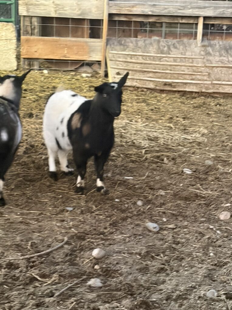 Minature Fainting Doe