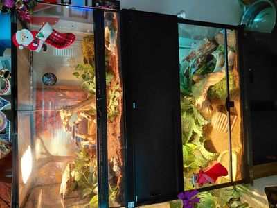 40 gallon front opening snake set up and 2 snakes