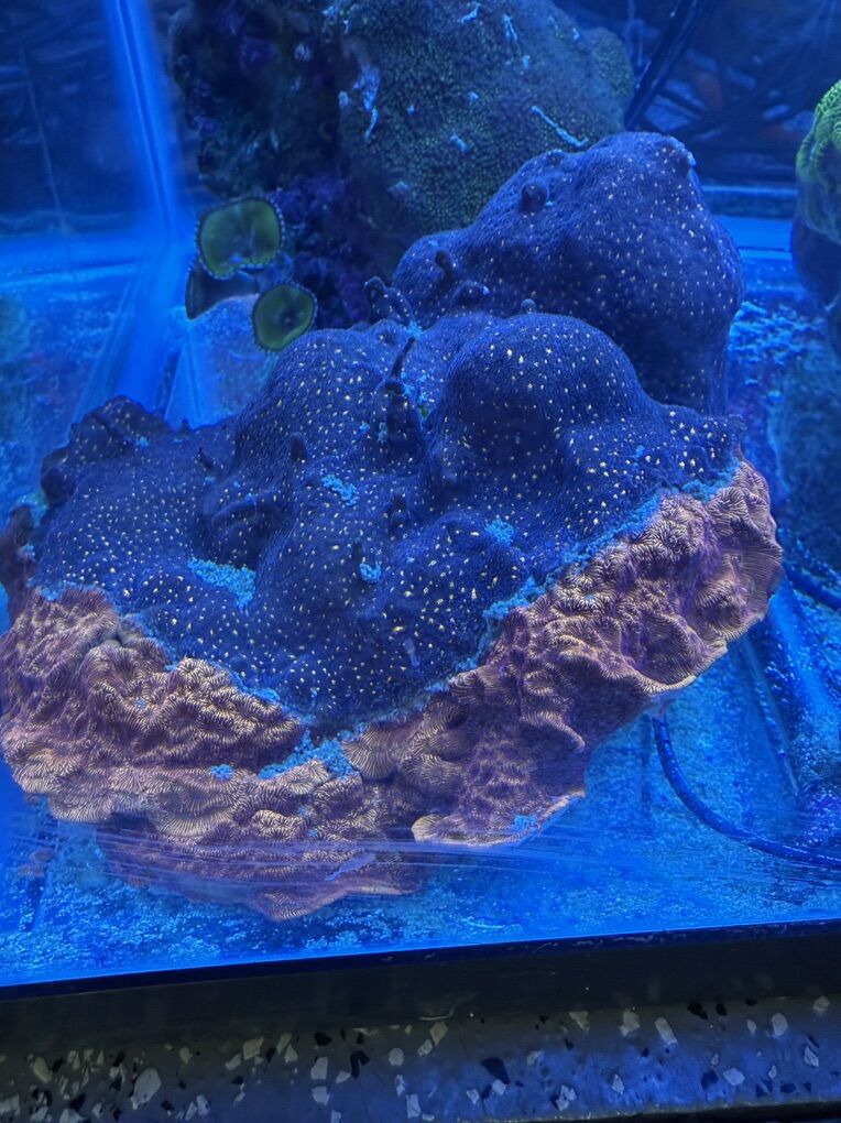 Orange Leptoseris Coral FS