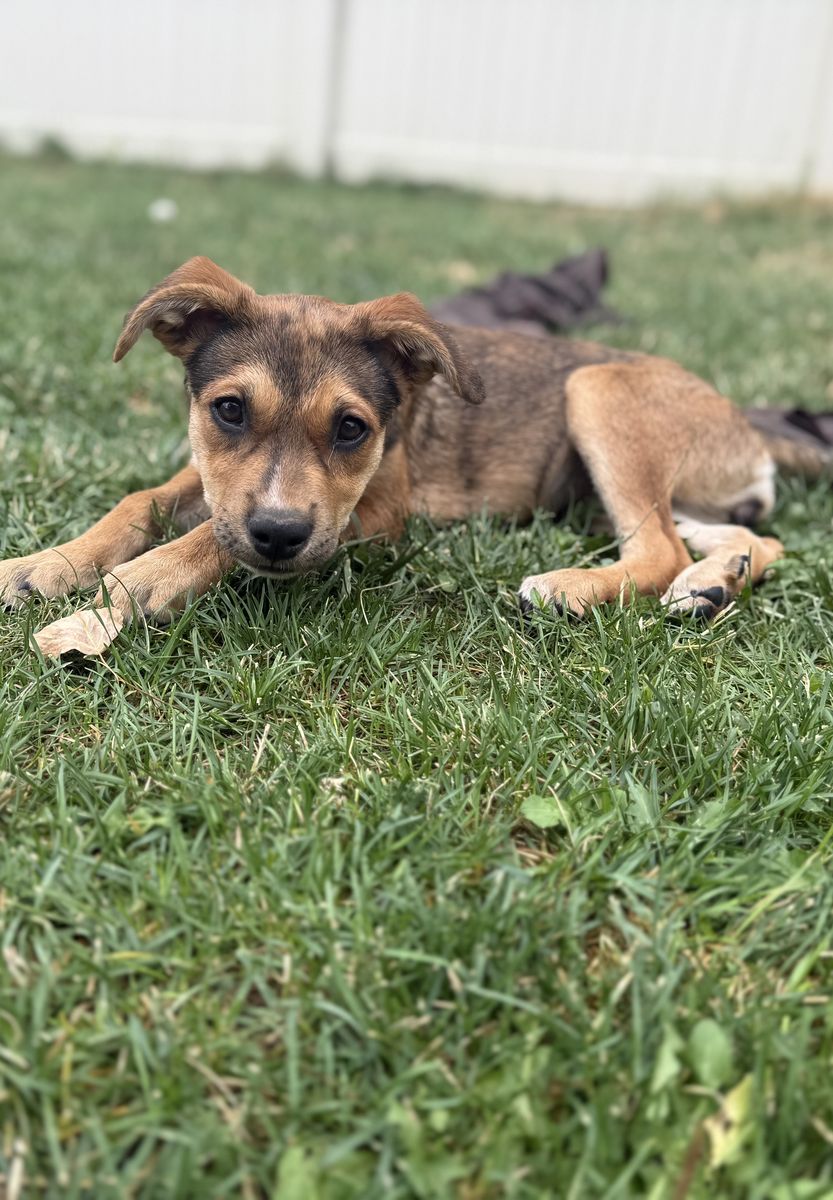 Pit mix puppy