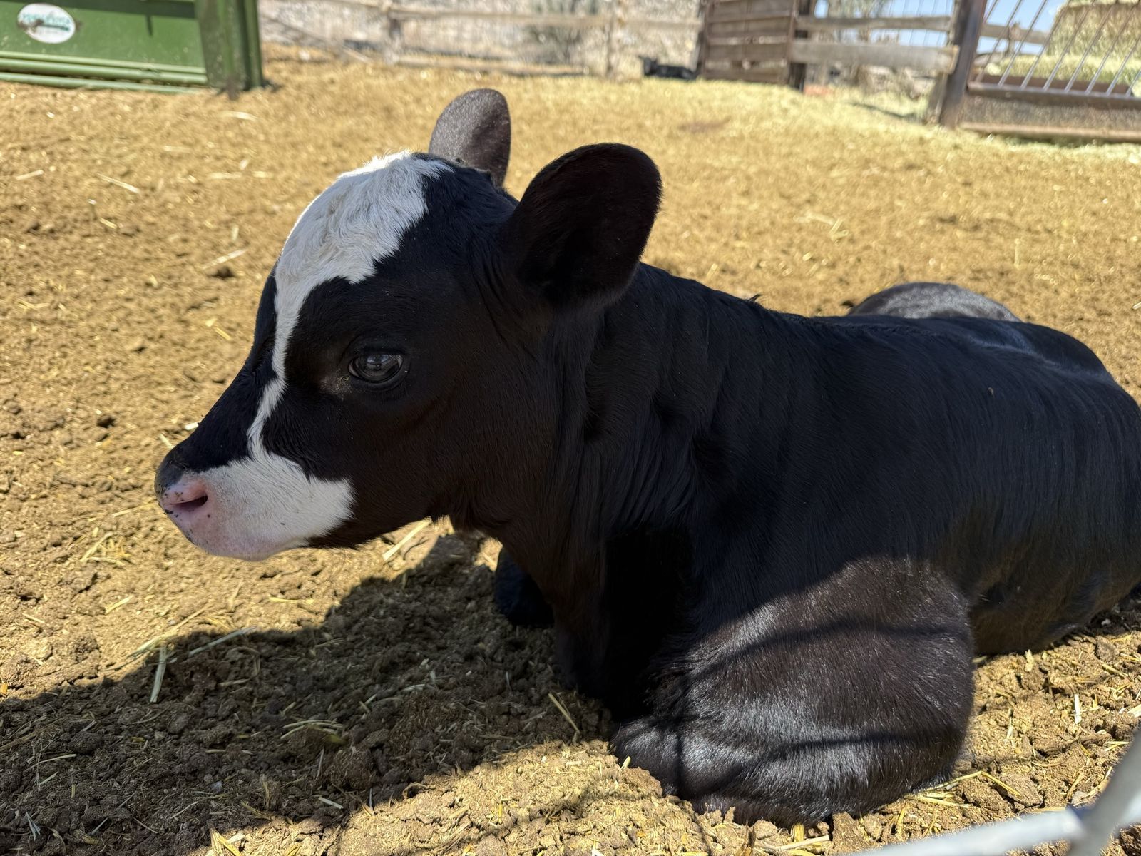 Angus Calf for Sale