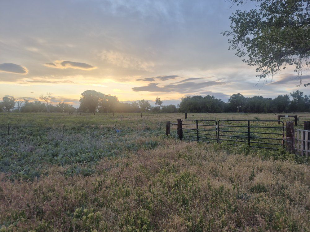horse pasture