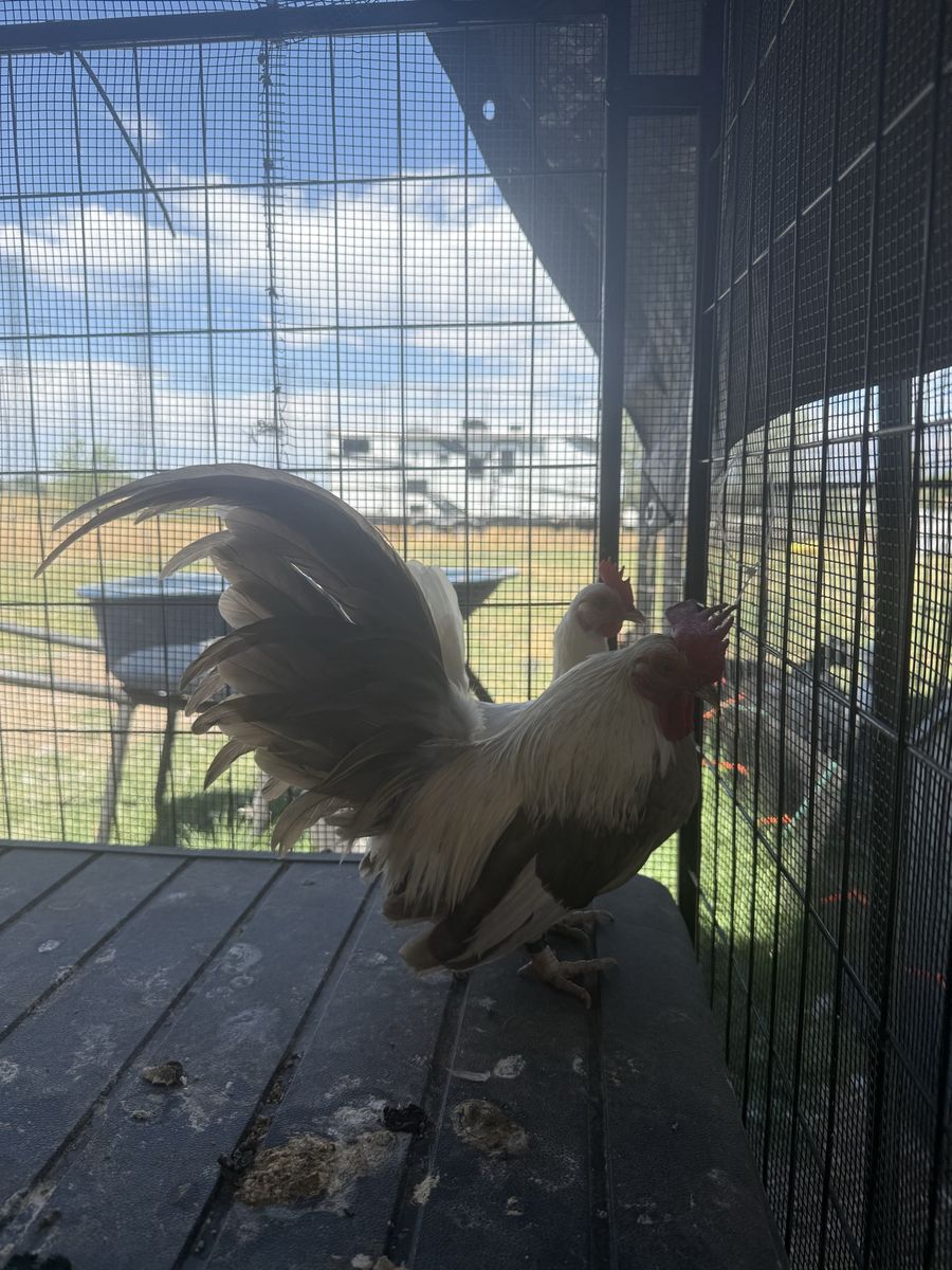 Azteca pair