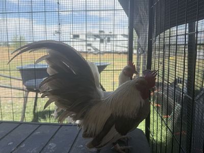 Azteca pair