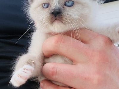 Purebred Ragdoll Kittens