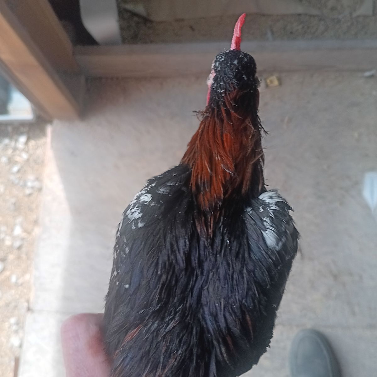 Really nice young azteca rooster. Pinto/ spangled 50 dollars