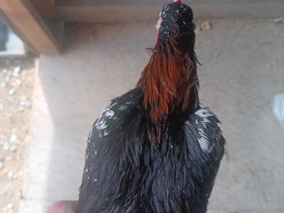 Really nice young azteca rooster. Pinto/ spangled 50 dollars
