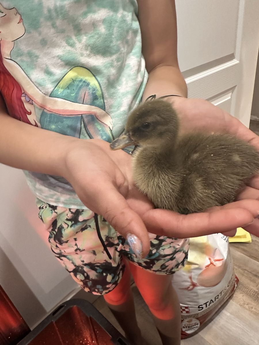 Ducklings