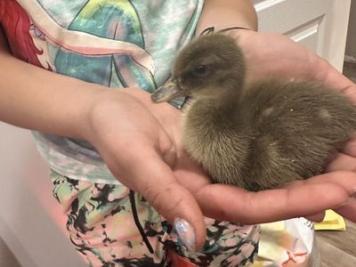 Ducklings