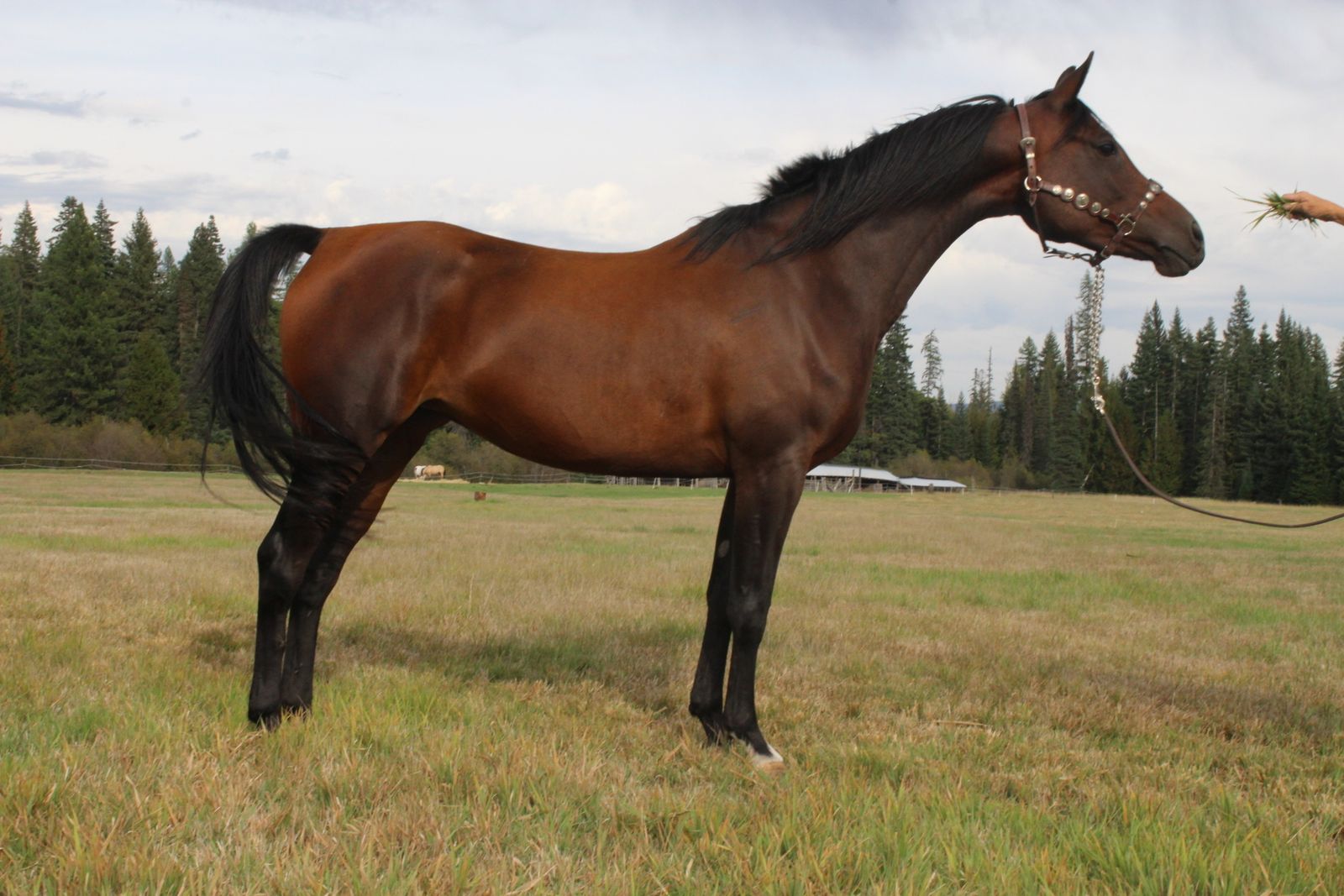 Turbo Friesian Available in utero On Payments!