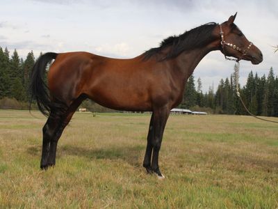 Turbo Friesian Available in utero On Payments!