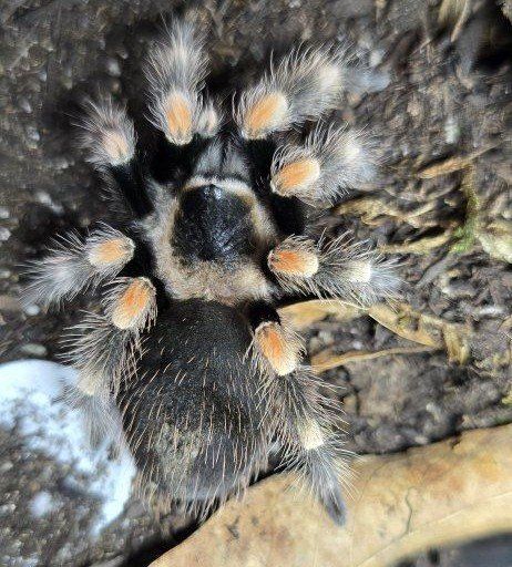 Female Brachypelma hamorii Juvenile Tarantula