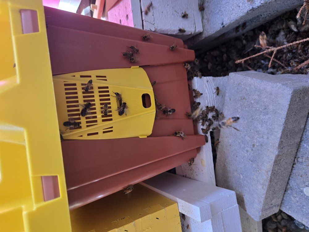 Nuc Nucleus starter beehives