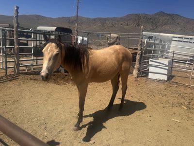 Coming 2 year old grade buckskin filly