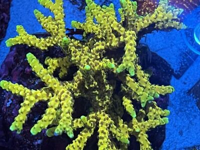 RRC Golden Rod Anacropora