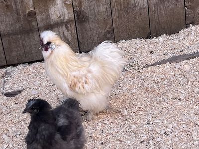 Silkie Laying Hens Breeding Trio
