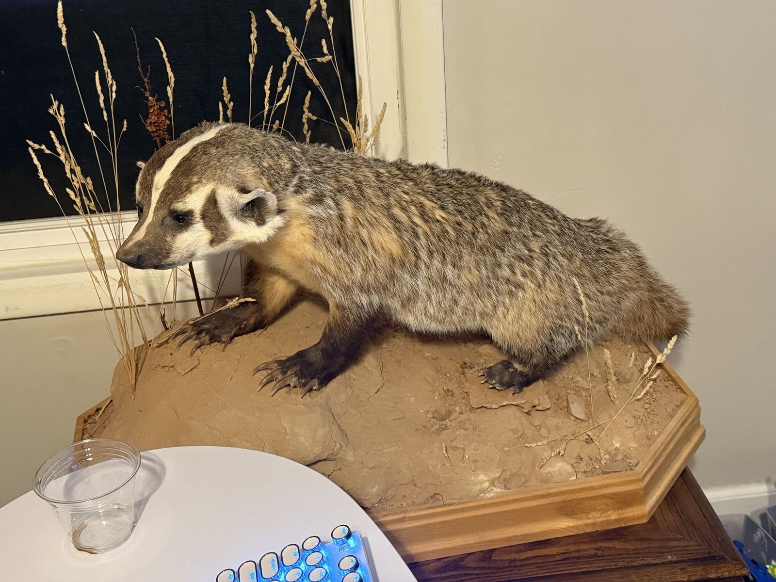 Taxidermy Badger Mount on Rocky Habitat Base