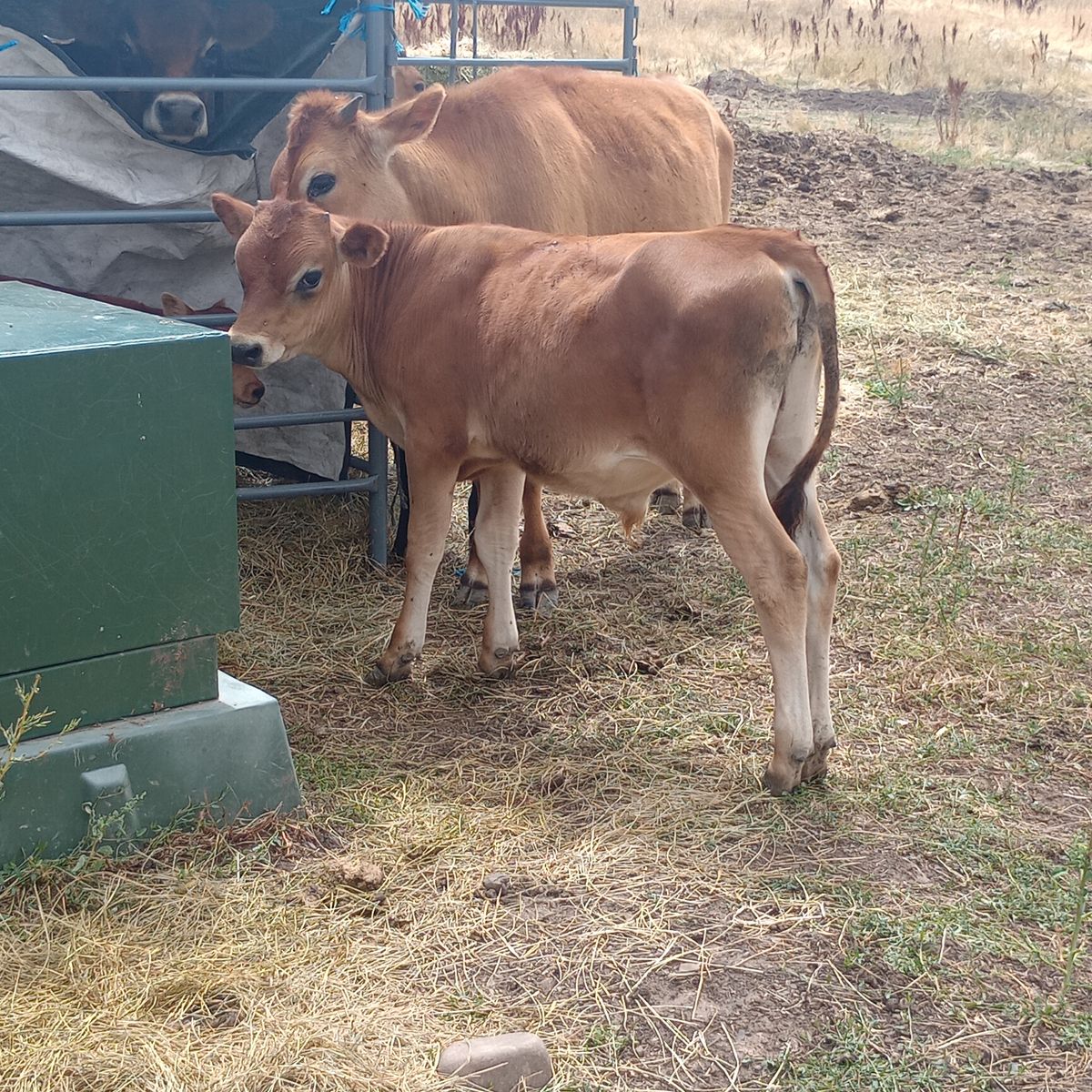 4 Month old Jersey Bull Calf
