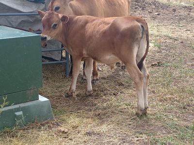 4 Month old Jersey Bull Calf