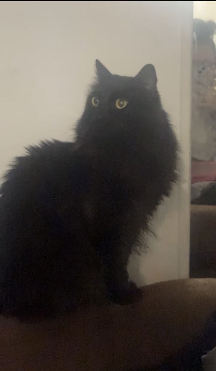 Rehoming Two Cats