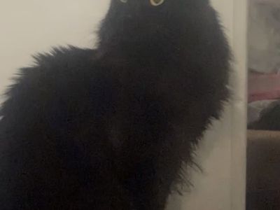 Rehoming Two Cats