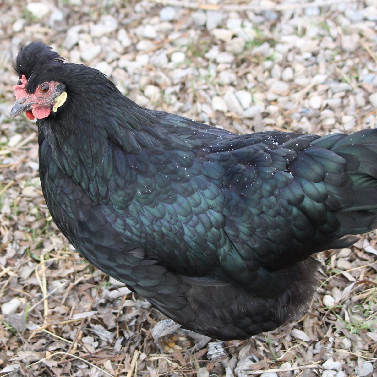 Icelandic Chicken Eggs and Chicks