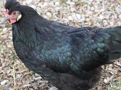 Icelandic Chicken Eggs and Chicks