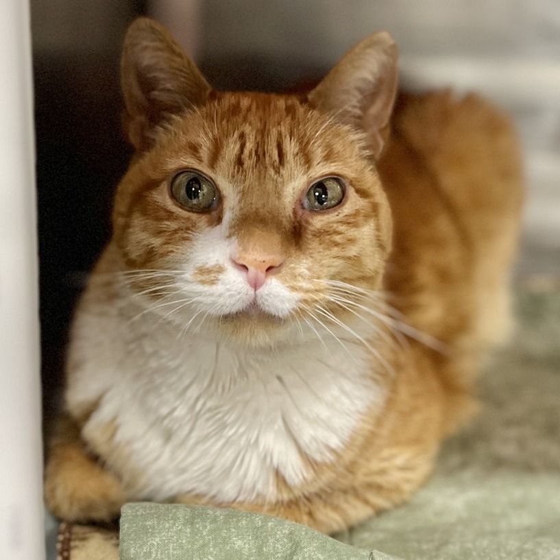 Hello my name is Paul Bunyan