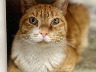 Hello my name is Paul Bunyan