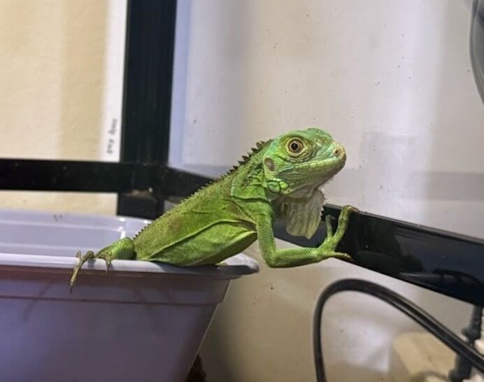 Green Iguana Lizard
