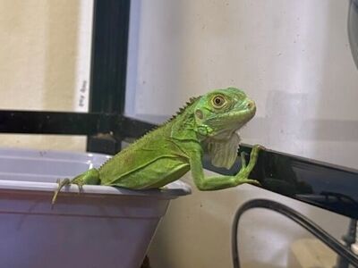 Green Iguana Lizard