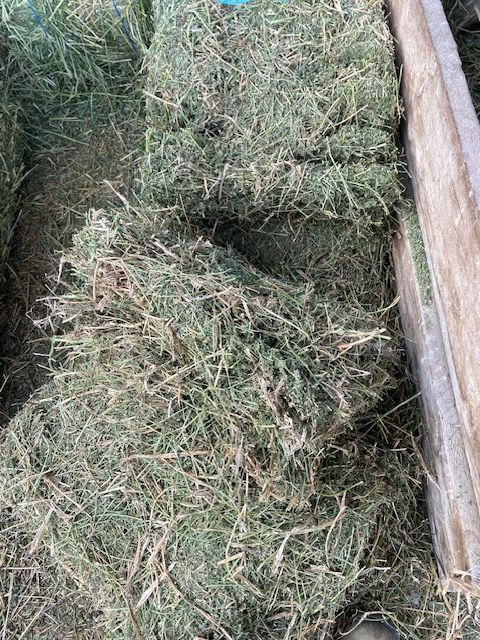Hay for sale
