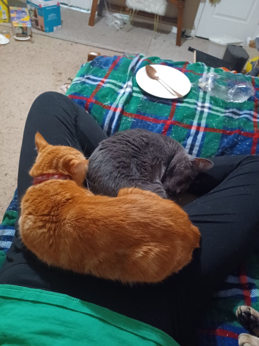 Rehome Adult Cats