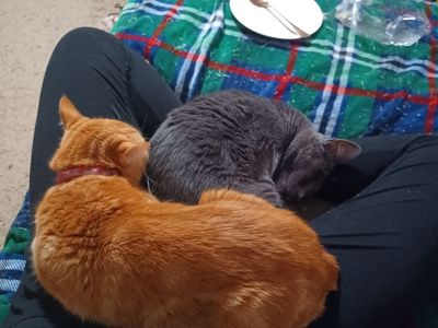 Rehome Adult Cats