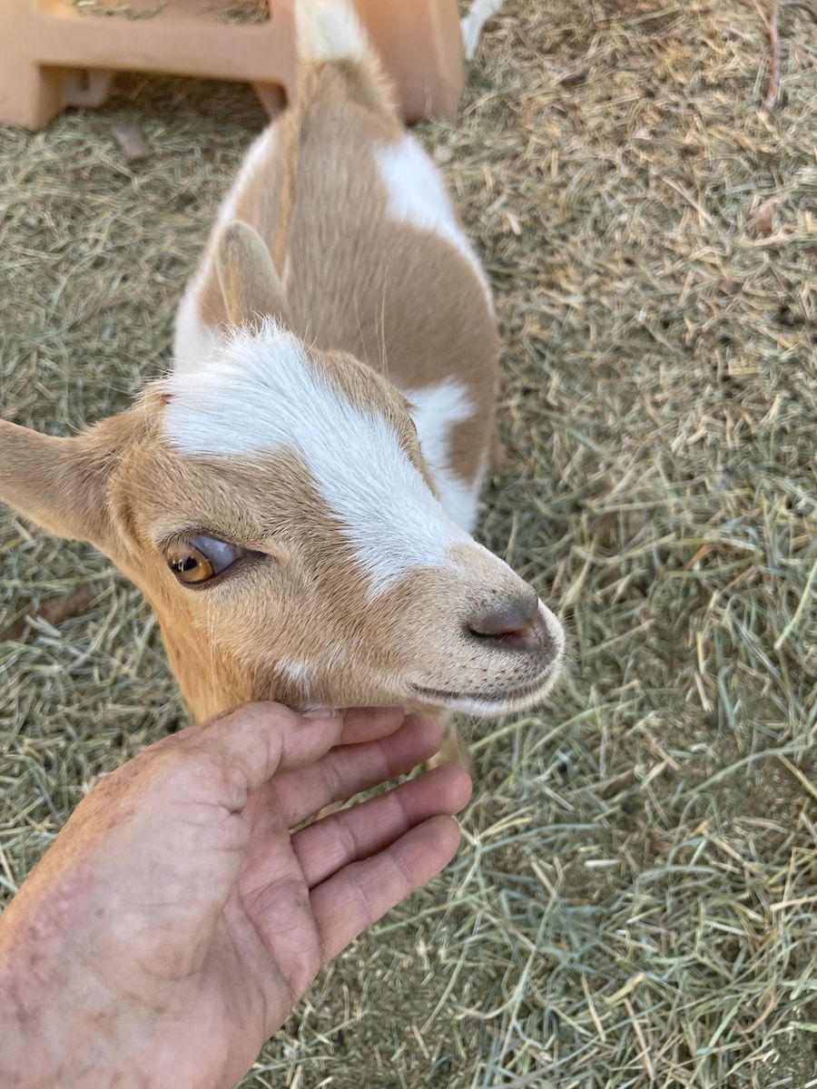 25% LaMancha x 75% Nigerian Dwarf bottle fed doeling. 4 months. PET ONLY Born 2/27/26  Disbudded. Mother produces lots of milk