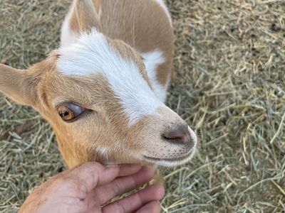25% LaMancha x 75% Nigerian Dwarf bottle fed doeling. 4 months. PET ONLY Born 2/27/26 Disbudded. Mother produces lots of milk