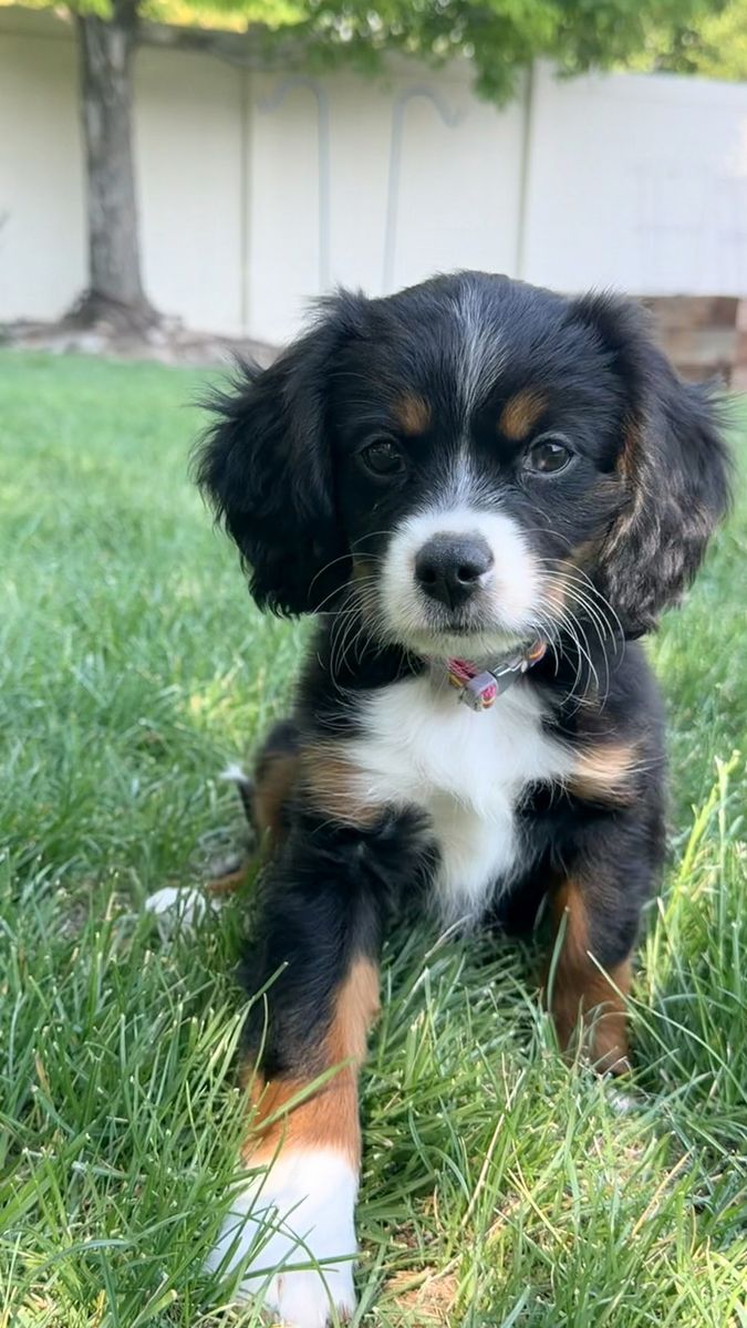 Meet June! Calm, Well-Behaved King Cavalier Aussie Puppy $800
