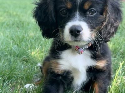 Meet June! Calm, Well-Behaved King Cavalier Aussie Puppy $800